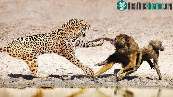 Báo hoa mai tấn công khỉ đầu chó.