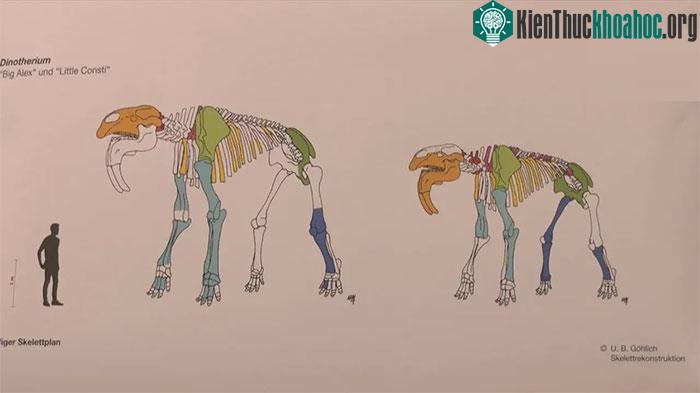 Voi Deinotherium là một chi của họ voi Deinotheriidae.