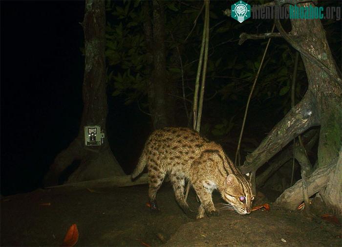 Mèo cá