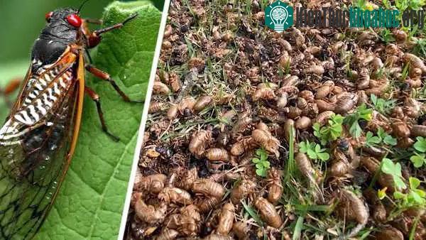 Hơn 1.000 tỷ con ve sầu thuộc 2 lứa ve sầu khác nhau sẽ cùng lúc xuất hiện ở Mỹ