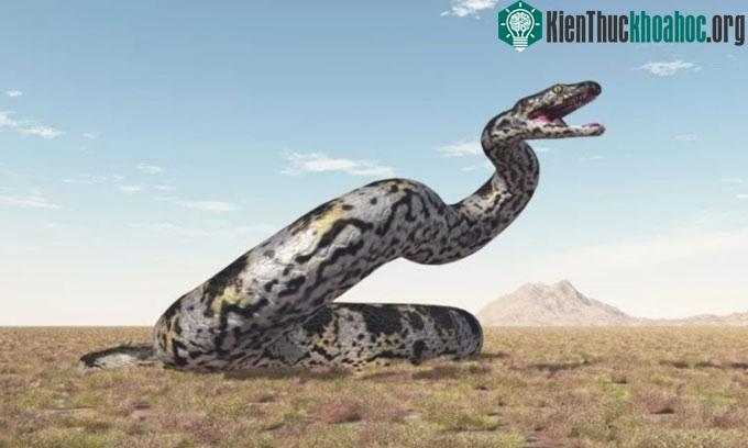 Vasuki Indicus có thể cạnh tranh danh hiệu rắn lớn nhất hành tinh với Titanoboa.