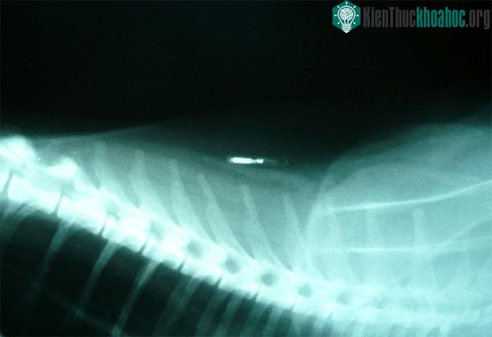 Đưa chip vào cơ thể thú cưng bằng đường tiêm và vị trí của chip trong cơ thể chúng