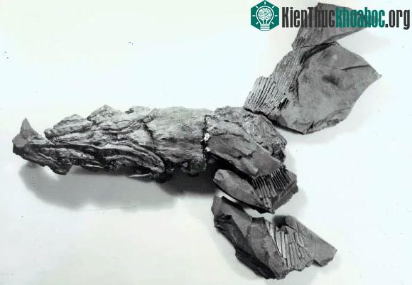Các phần của hóa thạch được thu thập