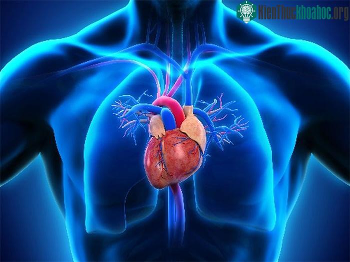 Pin oxygen có thể loại bỏ nhu cầu phẫu thuật xâm lấn cho các bệnh nhân sử dụng máy trợ tim