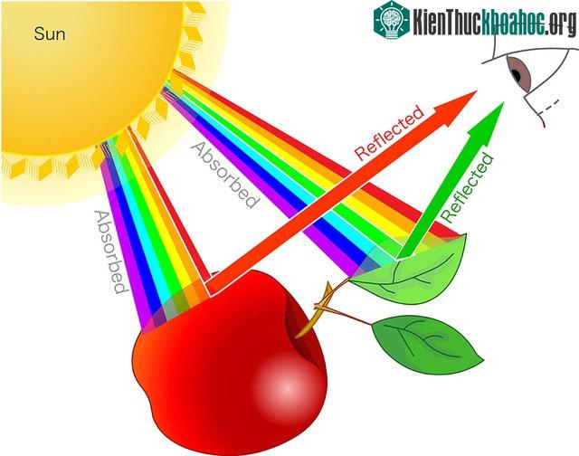 Bước sóng phản xạ từ bề mặt của một vật thể quyết định màu sắc của vật thể đó.