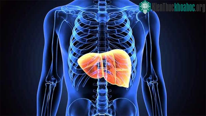 Nếu quy trình nuôi gan thành công, 1 lá gan được hiến tặng có đủ tế bào để điều trị cho 75 người.