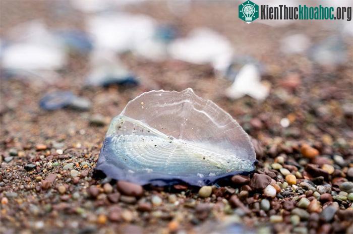 Velella velella còn có tên là “thủy thủ theo chiều gió”.