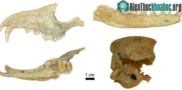 Xương và răng cáo Darwin