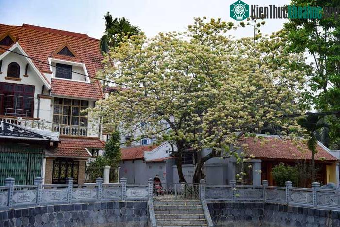 Hoa bún chỉ nở duy nhất một lần trong năm vào mỗi đợt cuối tháng 3 hoặc đầu tháng 4