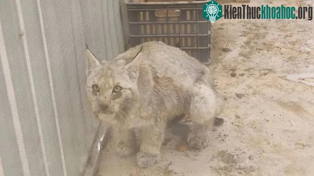 Đây là một con linh miêu đực khoảng hai tuổi, chưa trưởng thành