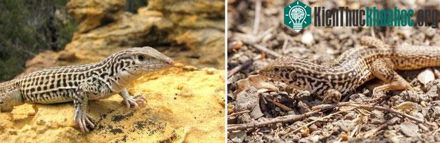 Một con thằn lằn đuôi roi California đang ngụy trang.