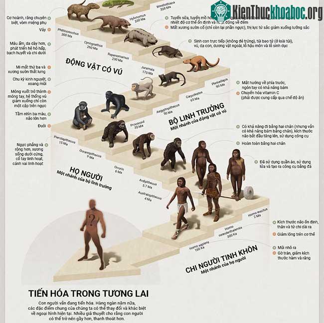 Hành trình tiến hóa 4 tỷ năm của loài người từ tế bào nguyên sinh đến người tinh khôn