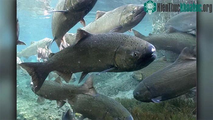 Cá hồi Chinook