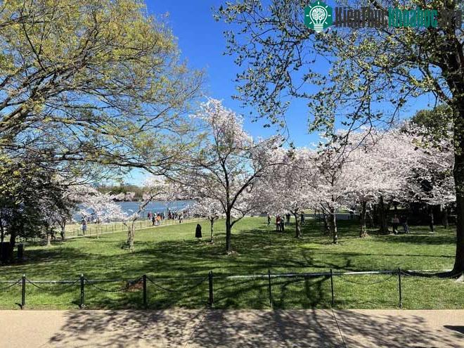 Hoa anh đào nở rộ bên bờ hồ Tidal Basin ở thủ đô Washington (Mỹ)