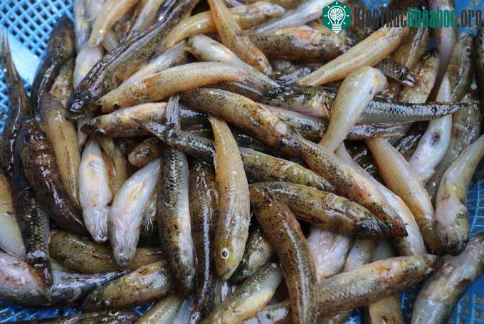 Cá bống vừa đánh bắt