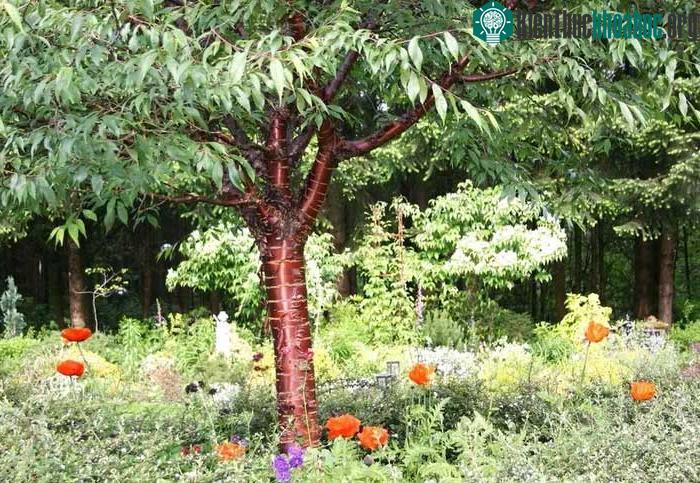Đây là một loài cây thân gỗ rụng lá có kích cỡ nhỏ đến trung bình