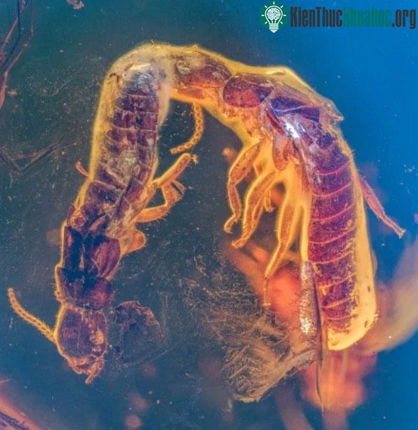 Hình ảnh cận cảnh cho thấy vị trí của hai con mối, miệng con cái (trái) chạm vào bụng con đực.