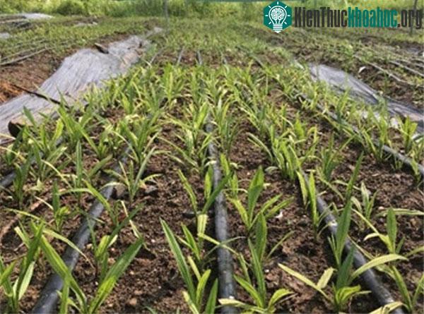 Vườn thực nghiệm trồng sâm cau của nhóm nghiên cứu