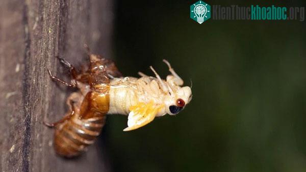 Ve lột xác