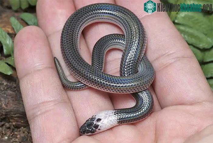 Rắn hổ hành non nổi bật với "vòng cổ" màu trắng trên cơ thể