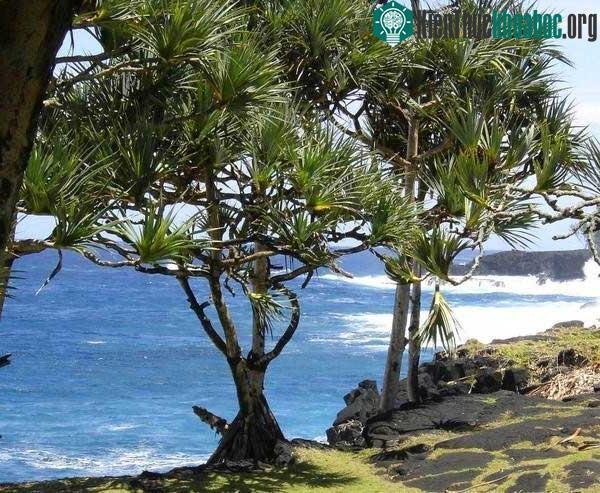Cọ Pandanus có lá trông giống như lá cọ nên nó rất dễ phân biệt