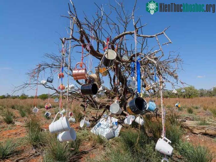 Cây treo đầy áo ngực, xe đạp giữa đường đầy kỳ quặc ở Australia ảnh 1