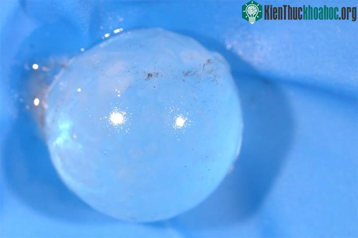 Mẫu vật tròng mắt của cá mập ngủ Thái Bình Dương