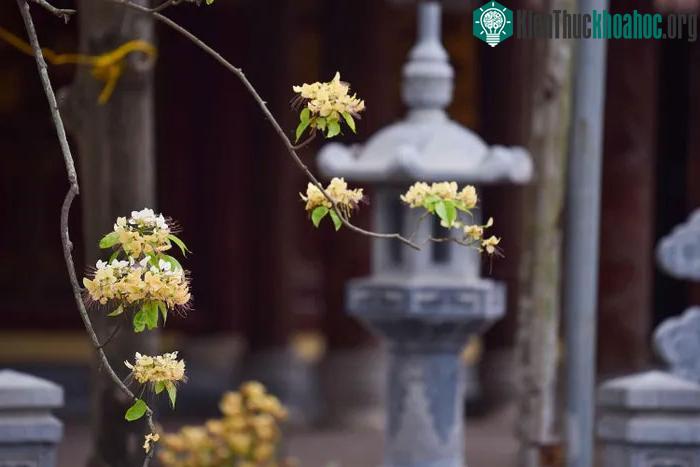 Hoa bún có vẻ đẹp bình dị, thanh tao