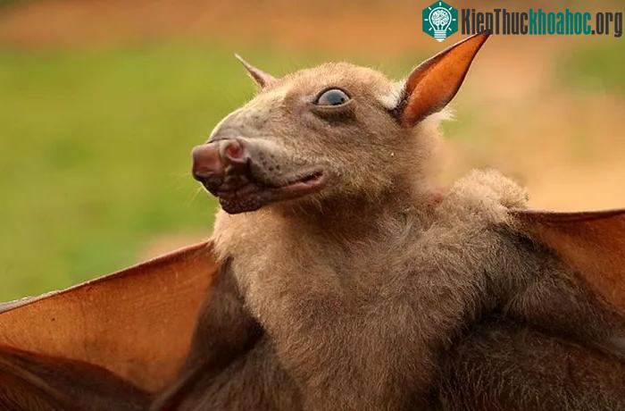 Sinh vật mình dơi đầu ngựa được mệnh danh một trong những loài xấu xí nhất thế giới ảnh 11