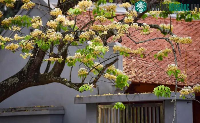 Cây cao khoảng 30m, tán cây rộng đường kính 40m phủ kín tỏa bóng mát