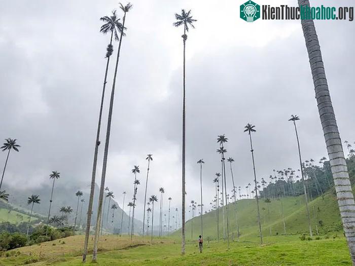 Cọ sáp là loài cây độc quyền của Colombia.