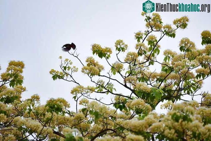 Hương hoa bún thơm nhất vào đêm và sáng sớm.