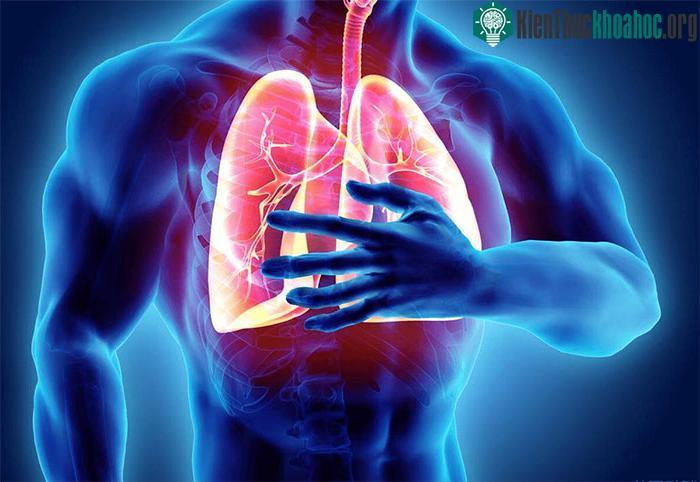 Phổi sạch – đảm bảo cho hơi thở êm ái
