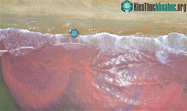 Tại các vị trí xuất hiện vệt nước có mùi hôi tanh khi sóng biển dạt vào.