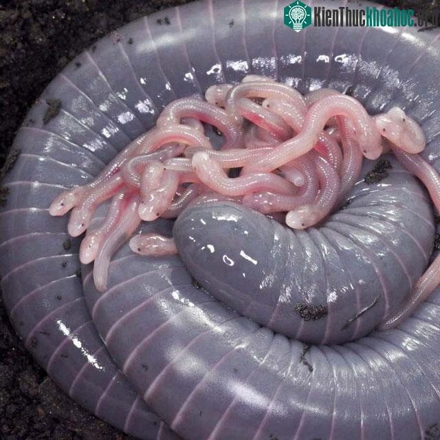 Môi trường sống tự nhiên của chúng là rừng ẩm vùng đất thấp nhiệt đới
