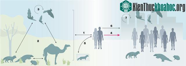 Con người truyền số lượng virus sang động vật nhiều gấp đôi số lượng chúng ta lây từ chúng! ảnh 2