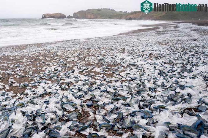 Đã có hàng triệu con Velella velella dạt bờ biển Mỹ trong mùa xuân năm nay.