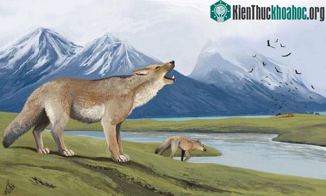 Dusicyon avus là một loài cerdocyonine canid đã tuyệt chủng thuộc chi Dusicyon