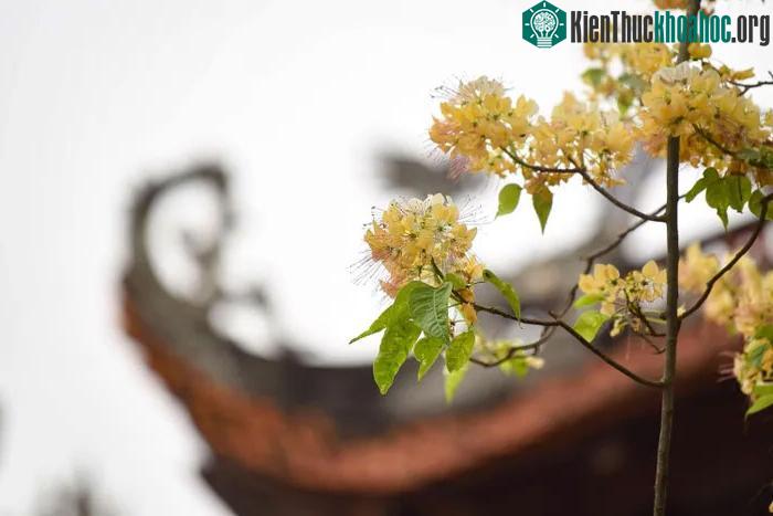 Hoa bún nhìn về phía đầu đao mái đình Hà Trì