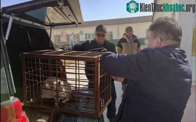 Sau nhiều ngày chăm sóc, chú linh miêu nhỏ đã hồi phục rất tốt, được thả về tự nhiên