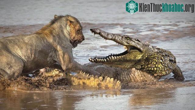 &nbsp;Cá sấu thích ẩn nấp và chờ đợi con mồi cắn câu.&nbsp;