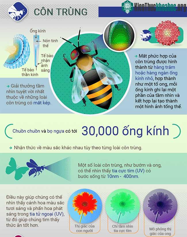 Thế giới xung quanh trong mắt các loài động vật như thế nào? ảnh 2