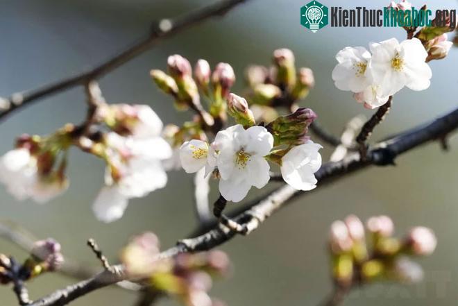 Hoa anh đào khoe sắc tại Tokyo, Nhật Bản, ngày 14/3/2023.