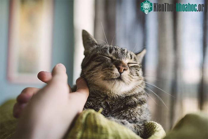 Mèo chủ động vươn cổ ra để được vuốt ve, đó là biểu hiện của cảm thức.