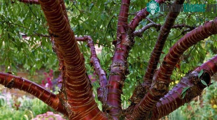 Vỏ cây có màu đỏ, sáng bóng như kim loại
