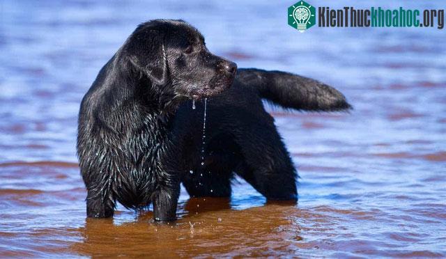 Những con chó Labrador Retriever có khởi đầu là chó săn vịt