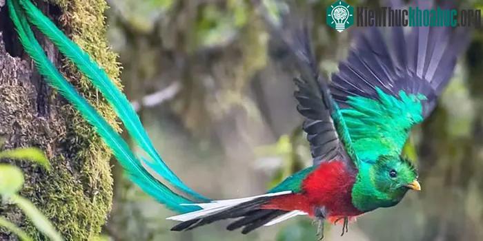 &nbsp;Loài chim Quetzal được xem là biểu tượng thiêng liêng đối với người Maya và Atzec.