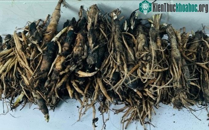 Củ sâm cau sau khi thu hoạch sử dụng giống nuôi cấy mô.