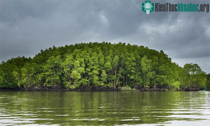 Rừng ngập mặn Peam Krasop