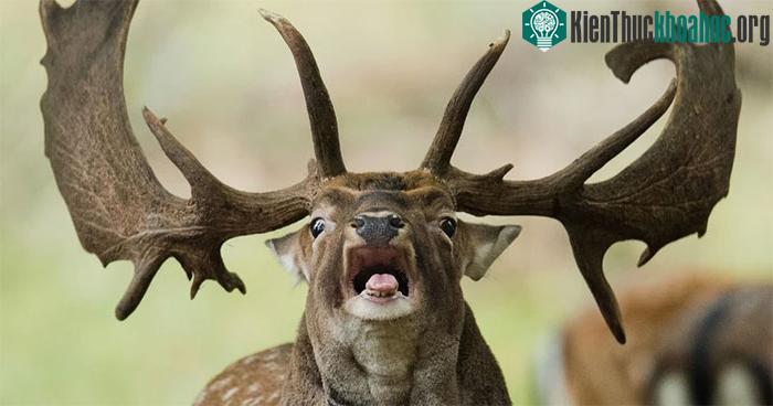 Hươu nai thường ủ bệnh nai xác sống trong khoảng 2 năm rồi mới xuất hiện triệu chứng.